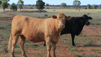 Gaemond Qld