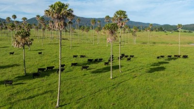 King Ranch & Aberfeldy Aggregation NSW