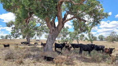 Romani West NSW