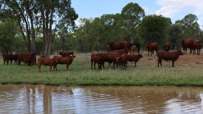 Verniew Qld
