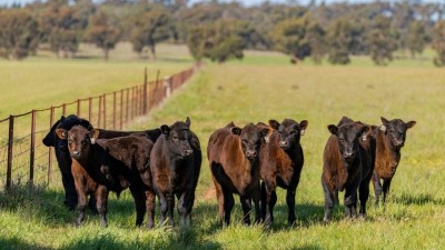 Warren Aggregation NSW