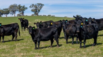 Black Springs NSW