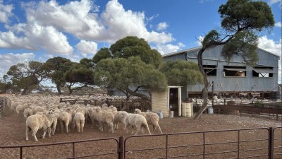 Gilles Downs Station SA