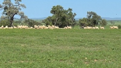Isla Downs Qld