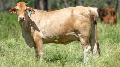 Panhandle Qld