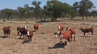 Twelve Mile Qld
