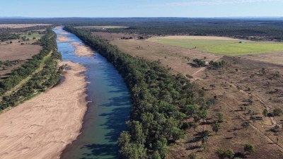 Lancewood Qld