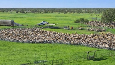 Borrona Downs NSW