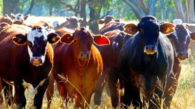 Kendah Qld