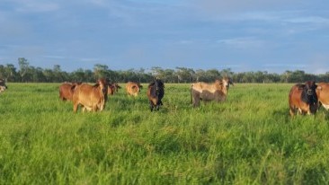 Maud Creek NT