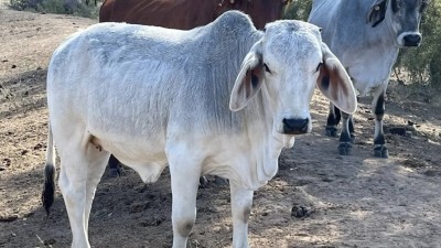 Thirlestone Qld