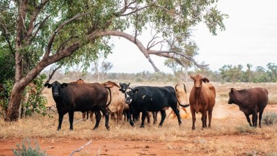 Carbon Regeneration Portfolio Qld