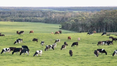 Woolnorth TAS