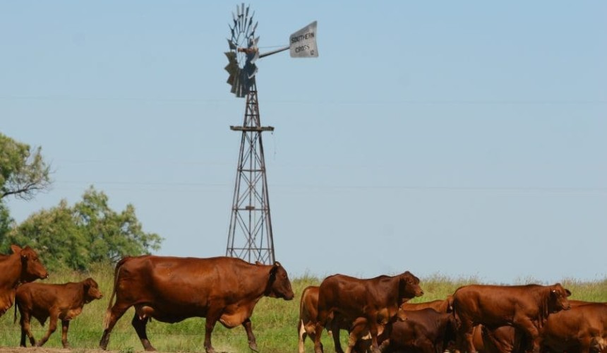 Calf loss causes to headline Northern Beef Research Update Conference