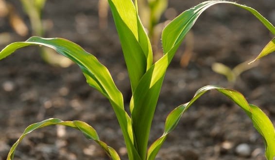 Record corn crop ahead means cheaper feedgrains for US