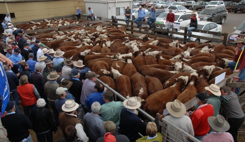 Lower numbers should underpin prices during showcase southern weaner sales