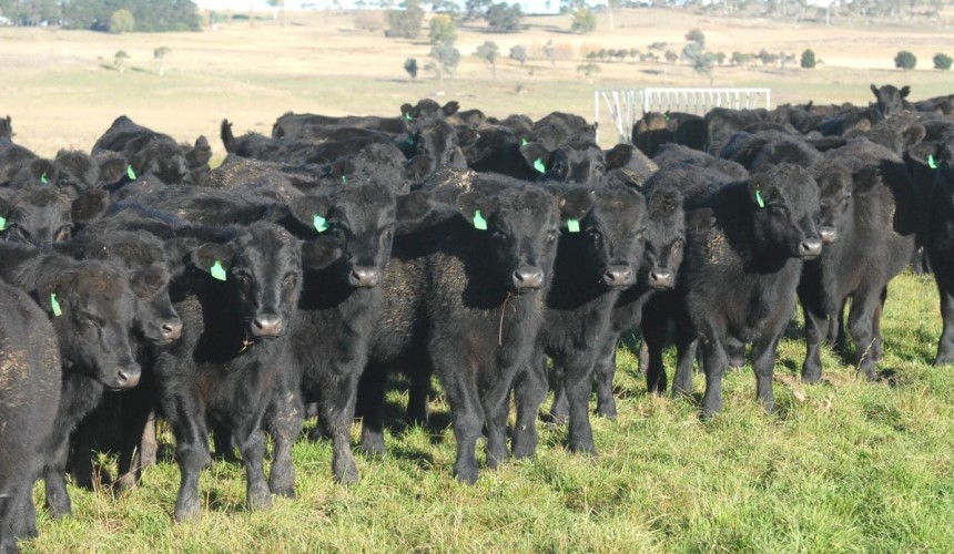 Wet month prompts optimism for southern weaner sales + upcoming sale schedule