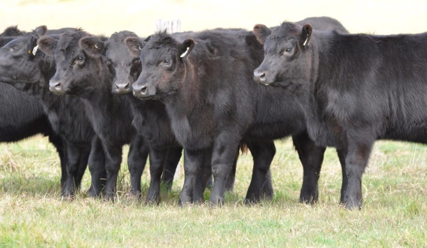 Healthier calves through ImmuneDEX lifts focus on sustainable Angus beef