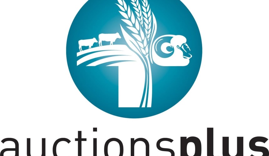 SA cows and calves to $1725 in Friday’s strong AuctionsPlus sale