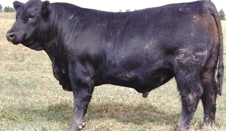 Genetics: Next-generation genomic test for Angus hits the market