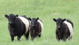 Hundreds of livestock breeds have gone extinct – but some Australian farmers are keeping endangered breeds alive