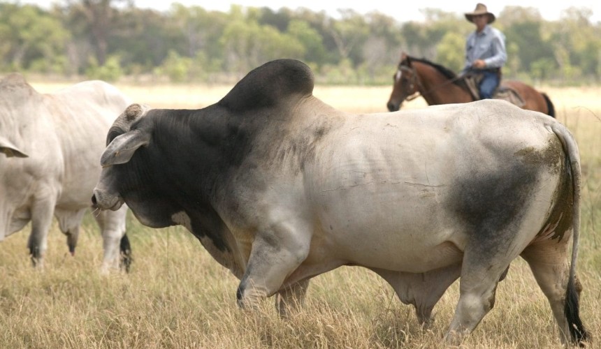 Selecting northern Australia’s bulls for tomorrow