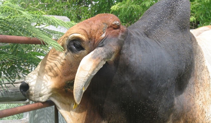Weekly genetics review: Buffalo fly & lesions – Where does selection fit in management?
