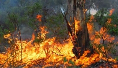 How to prepare your home for a bushfire – and when to leave