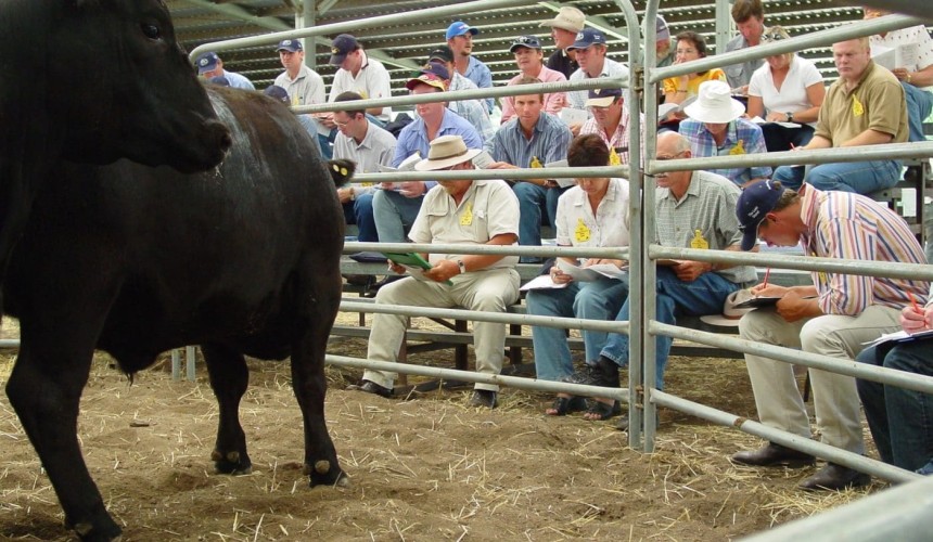 National language guidelines for cattle launched
