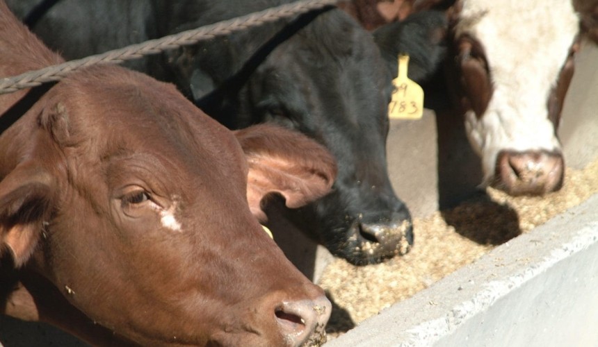 Cattle numbers on feed remain above one million head – surprising some