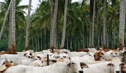 Perfect storm looms for Indonesian lotfeeders in 2015