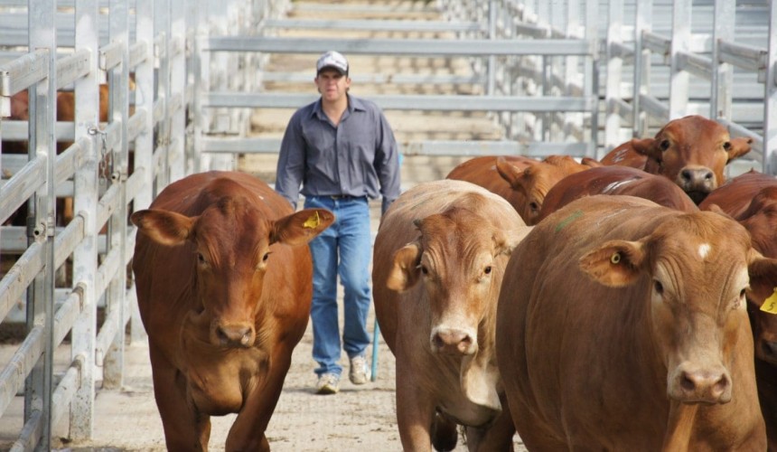 Ominous signs as saleyards prices collapse under extreme supply pressure