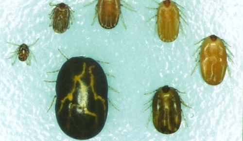 Seven properties quarantined near Kempsey for tick fever