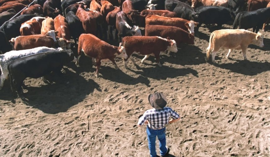 Medium-sized farms benefit most from collective bargaining, research suggests