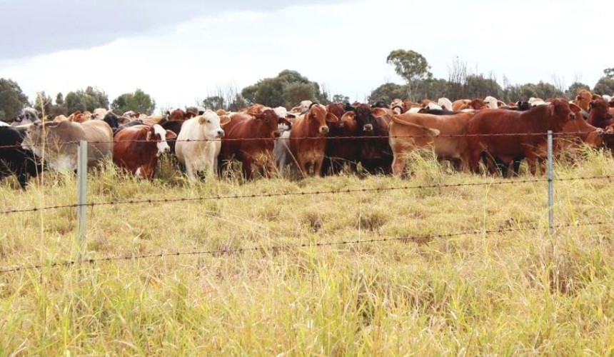 Weekly property review: Grazing property values to plunge under Veg Management Laws