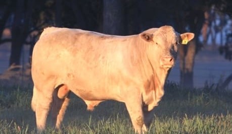 Short videos assist with herd performance recording knowledge