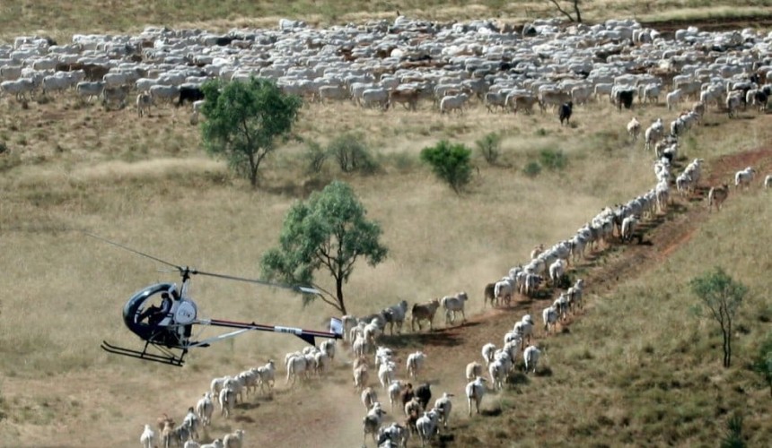 New realities of social distancing playing out across cattle sector