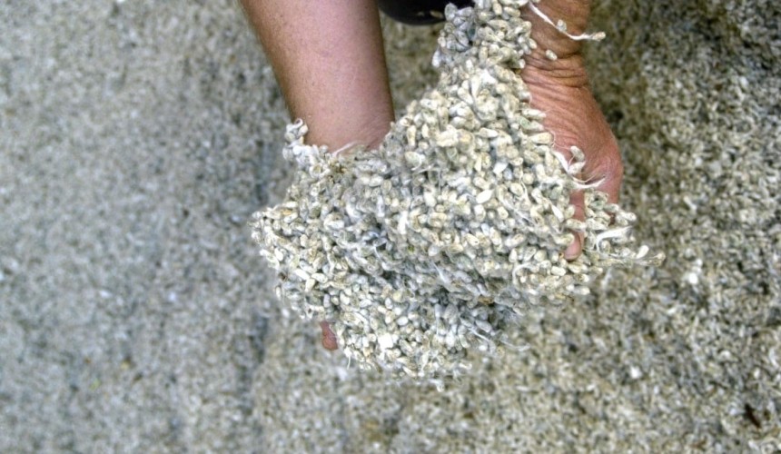 Cottonseed stocks tighten as drought demand intensifies