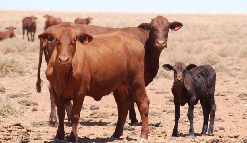 Managing calf loss: is predator control an effective strategy? + Video