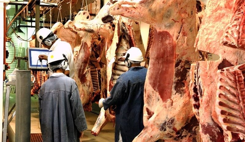 Weekly kill: Slaughter prices enter freefall territory