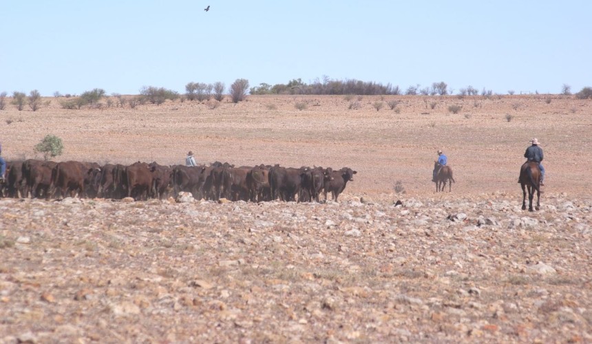 NT cattle producers welcome drought hub announcement