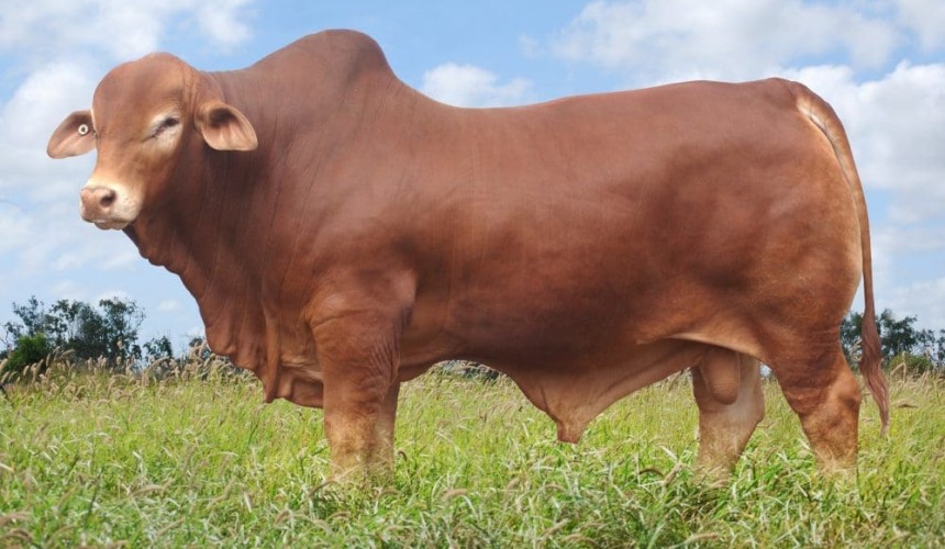 Tim Emery’s six steps to better bull buying