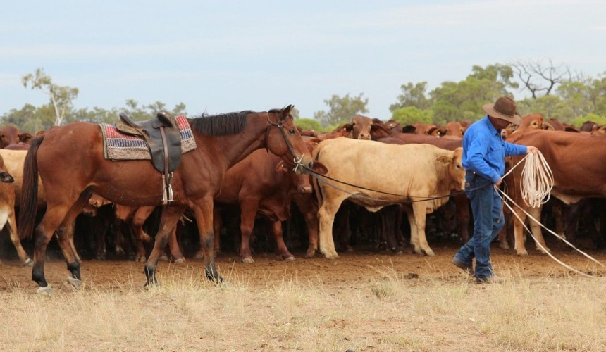National traceability for all horses