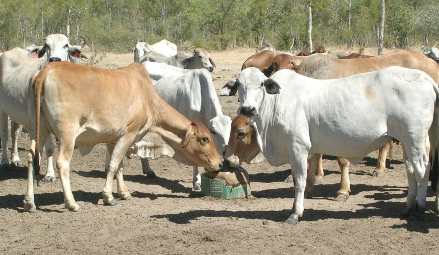 NT study exposes major benefits from phosphorus supplementation