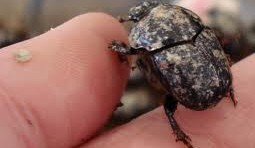 Encouraging signs in surviving dung beetle numbers in bushfire-affected areas