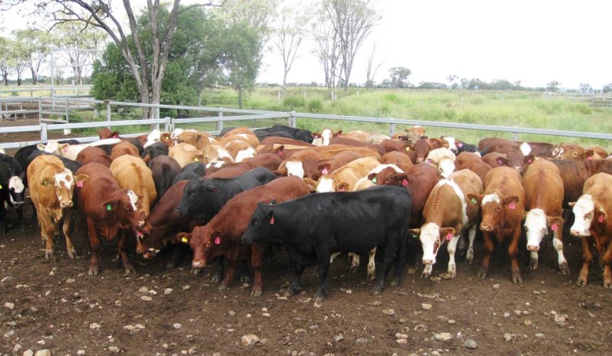 Genetics: Driving profitability with greater fertility