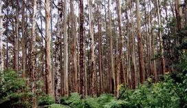 Beef included in EU deforestation regulations