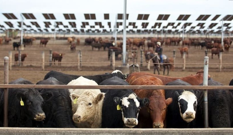 Feeder prices continue to come under pressure, as forward contracts soften