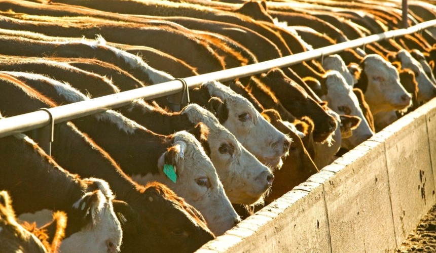 Kay’s Cuts: Fluctuation in feedlot numbers brings myriad challenges