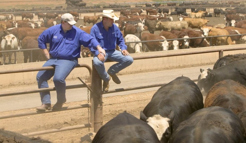 Big rise in feeder price keeps lid on grainfed trading budget result